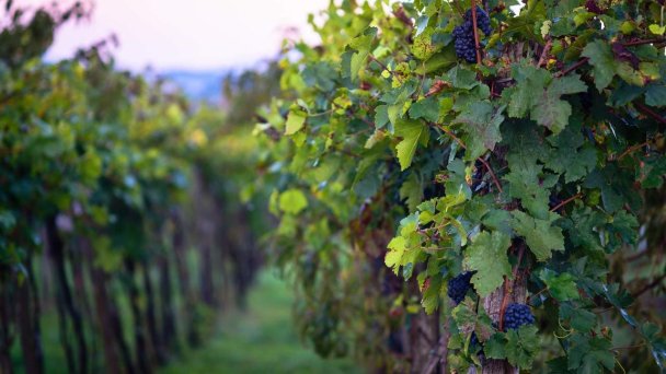 Chata pod vinicami Vesna Slepčany 12 Chata pod vinicami Vesna Slepčany 12