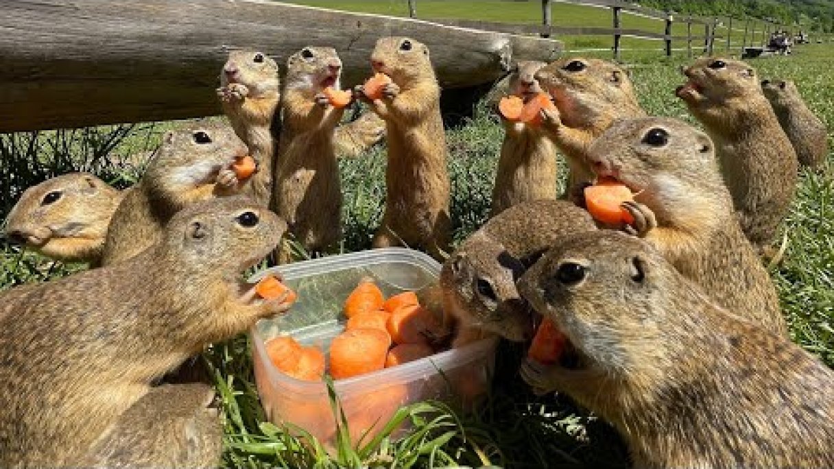 Sysľovisko Muráň super miesto na rodinný výlet syseľ pasienkový NP Muránska planina squirrel meadow Autor: Hríby a Huby - Potulky prírodou źródło: https://www.youtube.com/@hribyahuby-potulkyprirodou