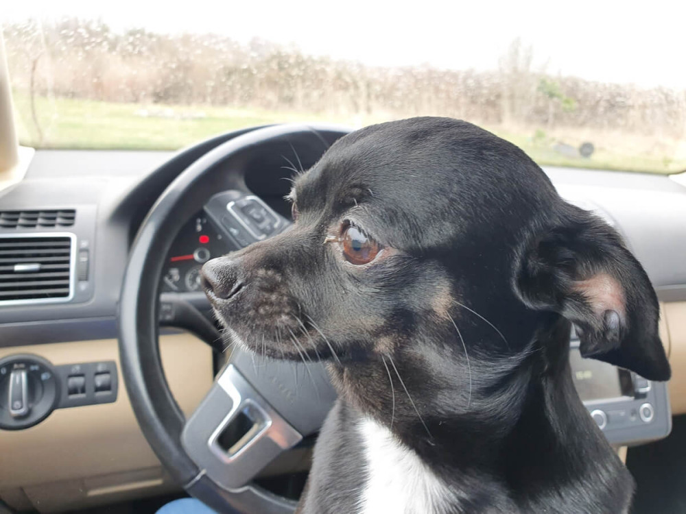 Malý čierny pes sedí v aute na sedadle vodiča pri volante.