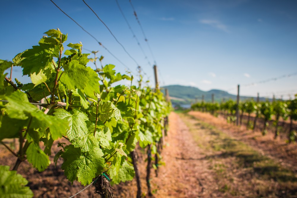 Pohľad na pásy vinohradov plné zelených listov a nezrelých plodov
