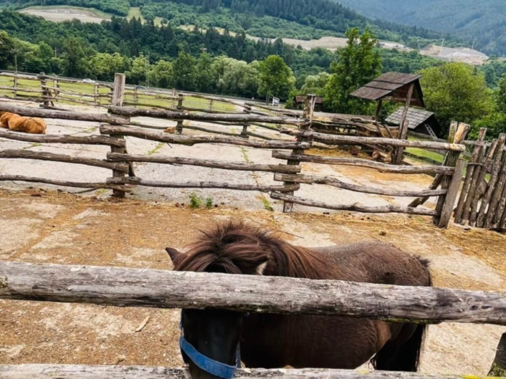 Hnedý poník s ohlávkou v drevenej ohrade v minizoo.